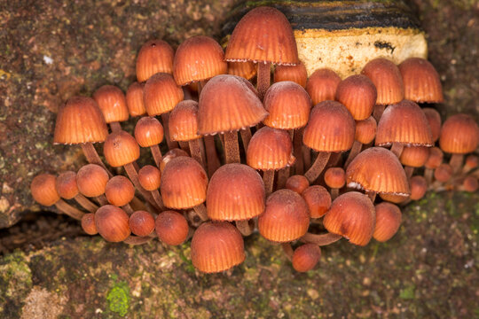 Close up of the mushroom Coprinellus disseminatus, commonly known as the fairy inkcap, fairy bonnet, or trooping crumble cap, it is a species of agaric fungus in the family Psathyrellaceae. It can be 