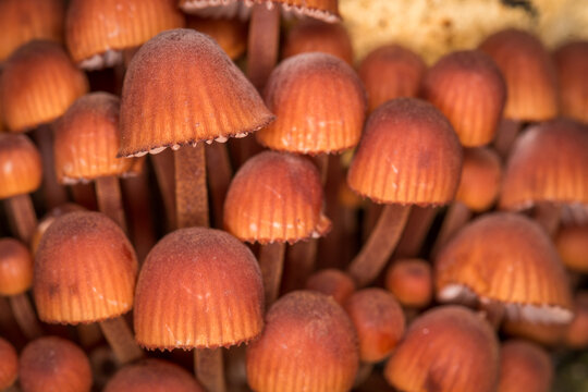 Close up of the mushroom Coprinellus disseminatus, commonly known as the fairy inkcap, fairy bonnet, or trooping crumble cap, it is a species of agaric fungus in the family Psathyrellaceae. It can be 