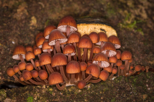 Close up of the mushroom Coprinellus disseminatus, commonly known as the fairy inkcap, fairy bonnet, or trooping crumble cap, it is a species of agaric fungus in the family Psathyrellaceae. It can be 