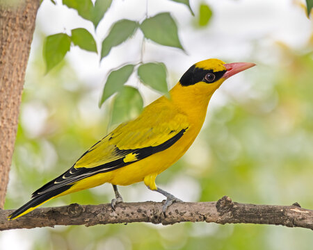 oriole