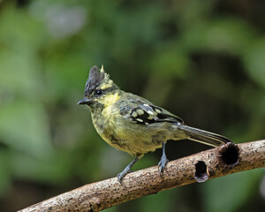 tit © Nilesh