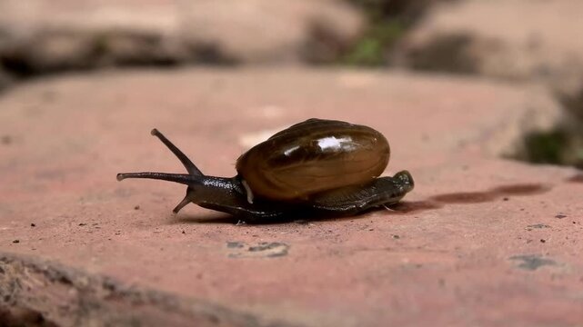 Closeup of a snail with a hard coiled shell moving slowly on the floor