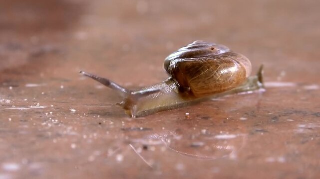 Closeup of a snail with a hard coiled shell moving slowly on the floor