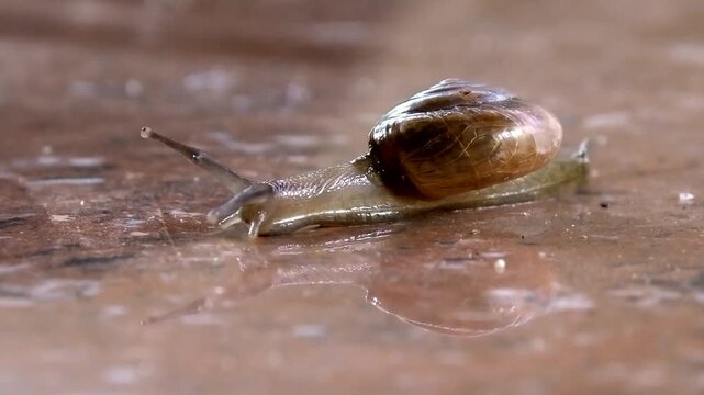 Closeup of a snail with a hard coiled shell moving slowly on the floor