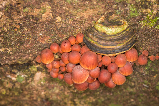 Close up of the mushroom Coprinellus disseminatus, commonly known as the fairy inkcap, fairy bonnet, or trooping crumble cap, it is a species of agaric fungus in the family Psathyrellaceae. It can be 