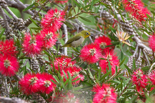 Bottlebrush blossoms are very popular with Japanese White-eye
