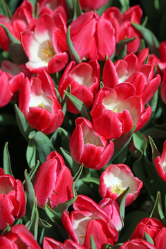 Red and white Tulips vertical - Nevada
