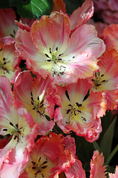 Frayed Tulips vertical - Nevada