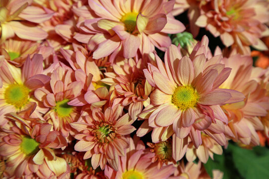 Chrysanthemum