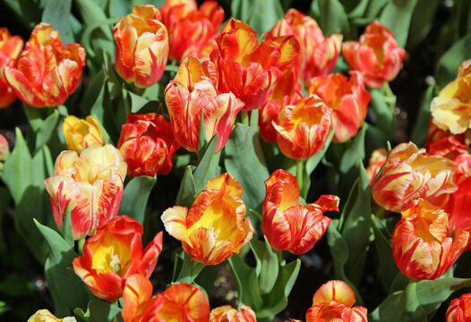 Reddish Tulips - Nevada