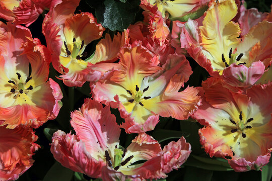 Fringed Tulips - Nevada