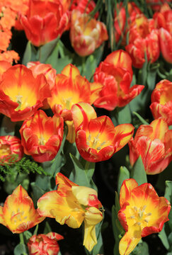 Red yellow Tulips vertical - Nevada