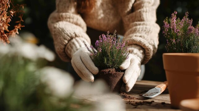 Woman in cozy sweater and gardening gloves holding purple heather flower plant for potting outdoors