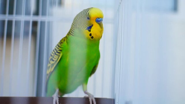 Close-up of a bright green and yellow male budgerigar bird making cute chirping sounds on a perch inside its cage with natural background sound