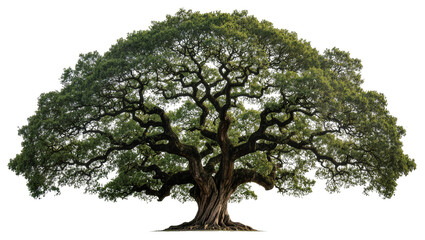 Isolated huge ancient oak tree with wide crown, intricate branches, and dense green foliage. © Niamh