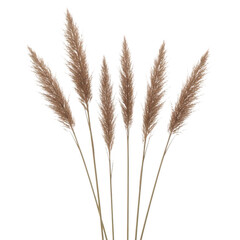 Fototapeta premium A close-up view of a bunch of wheat stalks with seeds on a white background