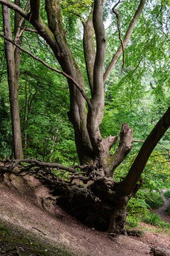 tree in the woods