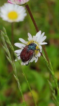 A stunning close-up video showcases a reddish-brown European chafer beetle (Melolontha hippocastani) with an iridescent blue-green head, actively grooming itself on the dew-kissed petals of a pure