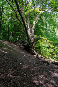 Tree In The Woods