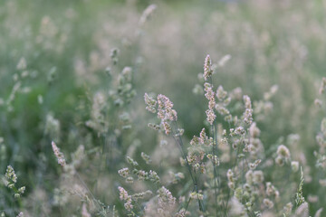 Soft wild grass seedheads in a sunlit meadow © beholdereye