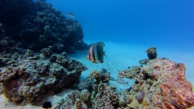 Deep blue sea and coral reef with swimming tropical fish. Camera moving over tropical coral reef, big batfish. Underwater video from scuba diving. Marine life in the ocean, swimming fish. 