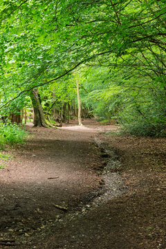 path in the woods