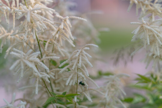 Delicate White Goats Beard, Like Astilbe, Aruncus Dioicus