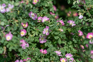Fototapeta premium Wild rose shrub with pink blossoms in sunlight
