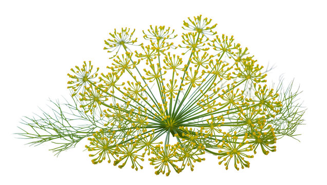 Isolated fresh dill flower flowering branch of fragrant herb and spice plant for culinary use