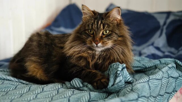 Beautiful fluffy tabby cat lying on a bed with a blue patterned blanket. Portrait of a majestic longhair cat looking at the camera. Cozy home interior, domestic animal, and pet care concept. Banner