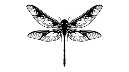 Dragonfly Silhouette: A striking black silhouette of a dragonfly showcases its intricate wing patterns and elongated body, offering a detailed graphic representation. © hasem
