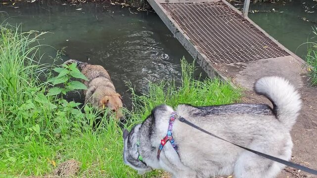 A playful husky dog on a leash encounters an excited stray mixed-breed dog with a yellow ear tag in a shallow stream, leading to a fun chase across the vibrant green grass on a bright summer day.