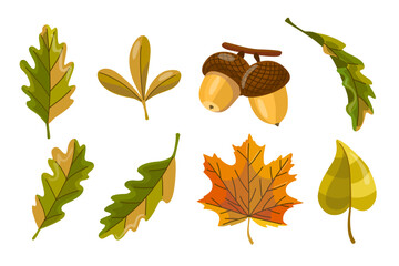 Colorful autumn leaf and acorn vector set isolated on white, featuring oak for seasonal poster design, postcards, invitations, stickers, scrapbooking © Olya Artnova