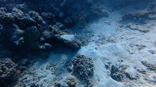 Small electric ray swimming in the sea, coral reef bay. Seascape with reefs and swimming ray. Scuba diving with the underwater wildlife, travel footage. Electric ray and reef.
