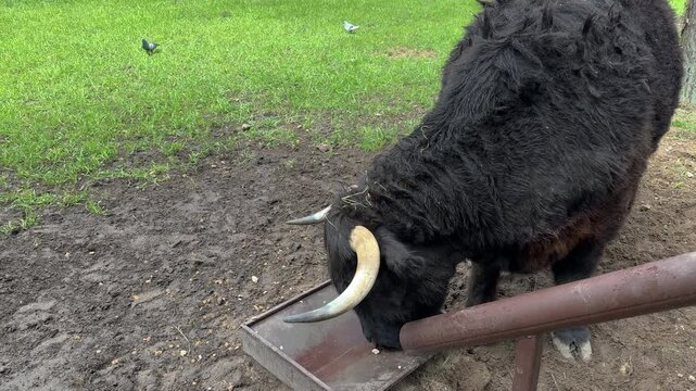 A black yak with curved horns feeds from a metal trough at a zoo, a close-up of the shaggy animal