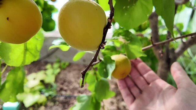 Apricot tree loaded with ripening fruits growing inside a greenhouse. Healthy branches, lush foliage, and a productive fruit tree in a protected growing environment.