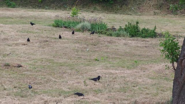Several black birds, likely rooks or crows, are seen walking and pecking at the ground in a sun-drenched, dry grassy field, searching for sustenance with a backdrop of green bushes and a large tree