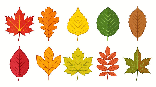 Colorful Autumn Leaves Collection with Maple Oak Birch and Elm