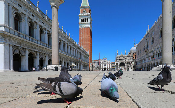Pigeons feeding in empty Saint Marks Square with Campanile bell tower in Venice Italy