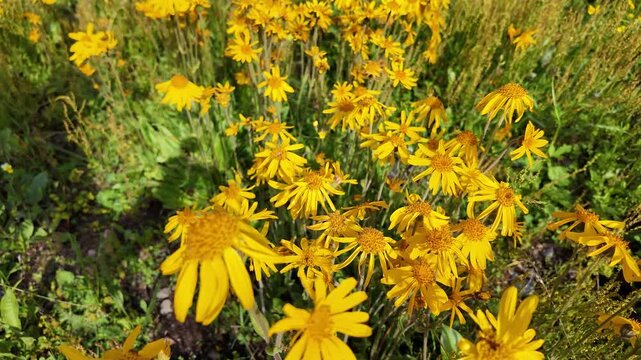 fiori arnica crema benessere natura 