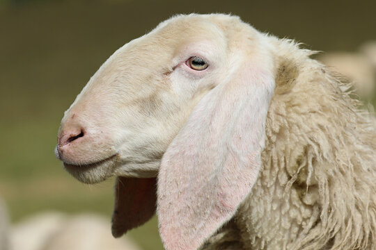Side profile portrait of a white domestic sheep with long floppy ears