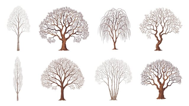 Collection of detailed hand drawn leafless trees illustrated in brown ink style on white background