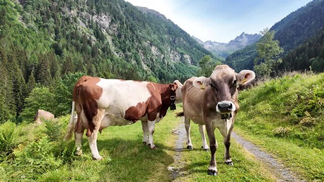 mucche al pascolo ossana val di sole trentino 