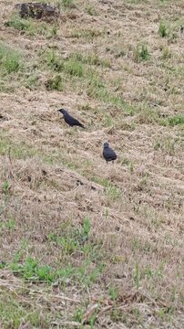 A small flock of black birds, possibly western jackdaws or similar corvids, moves diligently across a mixed landscape of parched straw-colored grass and emerging green growth, pecking at the ground to