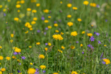 Fototapeta premium Sunlit meadow with yellow wildflowers and scattered purple blooms