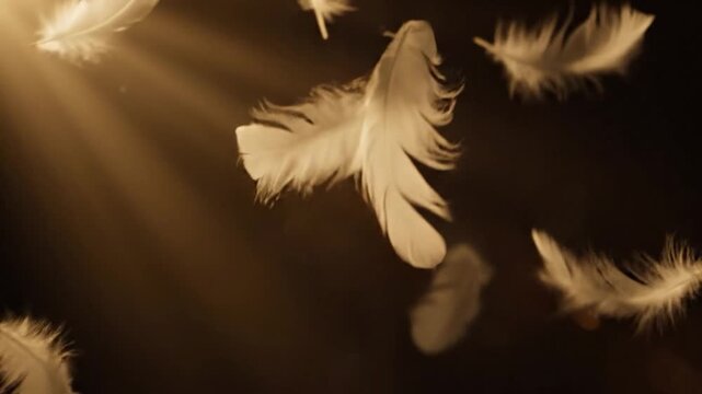 Feathers falling in sunbeams against a dark background