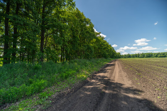 Dirt path along forest edge and cultivated field under blue sky
