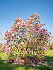 Magnolia © Thierry