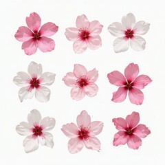 Obraz premium A Beautiful Arrangement of Pink and White Flowers in a Grid Pattern