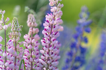 Obraz premium Close-up of pink and purple lupine flowers in soft morning light